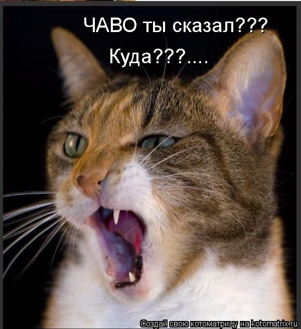 ЧАВО ты сказал??? Куда???....... Котоматрица: ЧАВО ты сказал??? Куда???....