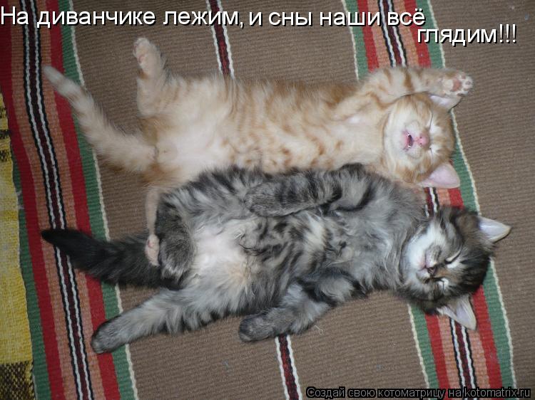На диванчике лежим, и сны наши всё глядим!!!... Котоматрица: На диванчике лежим, и сны наши всё глядим!!!