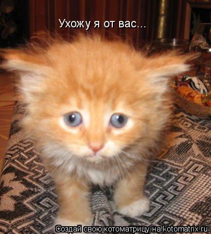 Ухожу я от вас...... Котоматрица: Ухожу я от вас...