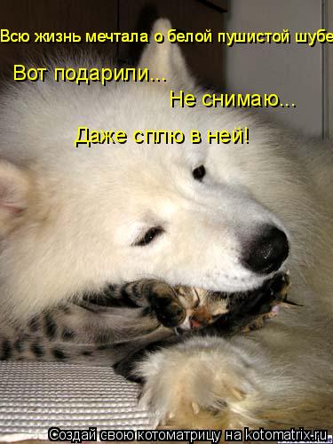 Всю жизнь мечтала о белой пушистой шубе. Всю жизнь мечтала о белой пушистой шубе. Вот подарили... Не ... Котоматрица: Всю жизнь мечтала о белой пушистой шубе. Всю жизнь мечтала о белой пушистой шубе. Вот подарили... Не снимаю... Даже сплю в ней!