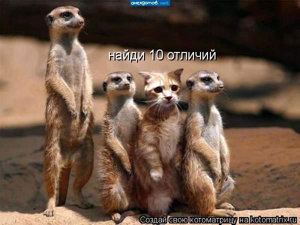 найди 10 отличий... Котоматрица: найди 10 отличий