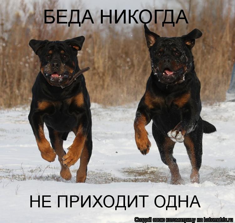 НЕ ПРИХОДИТ ОДНА БЕДА НИКОГДА... Котоматрица: НЕ ПРИХОДИТ ОДНА БЕДА НИКОГДА