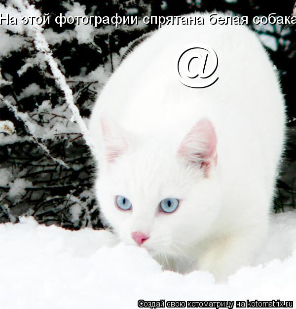 @ На этой фотографии спрятана белая собака!... Котоматрица: @ На этой фотографии спрятана белая собака!