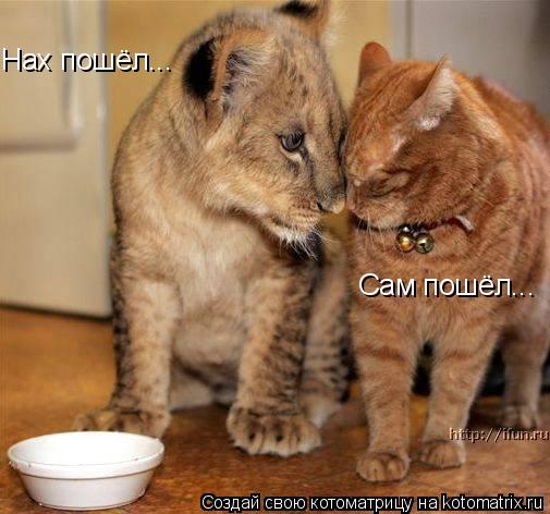 Нах пошёл... Сам пошёл...... Котоматрица: Нах пошёл... Сам пошёл...