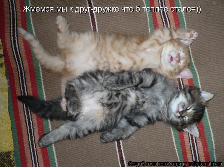 Жмемся мы к друг-дружке что б теплее стало=))... Котоматрица: Жмемся мы к друг-дружке что б теплее стало=))