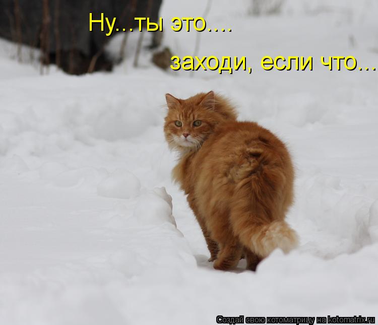 Ну...ты это.... заходи, если что...... Котоматрица: Ну...ты это.... заходи, если что...