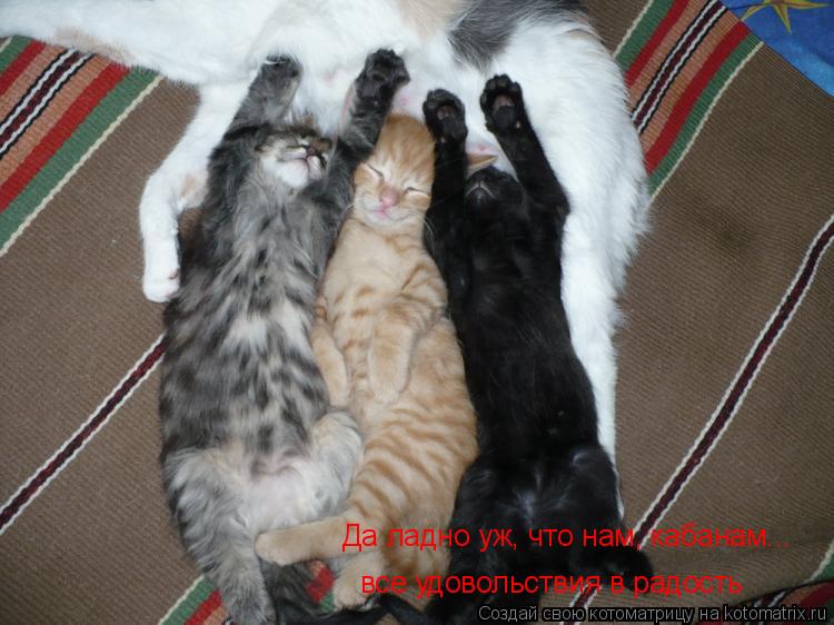 Да ладно уж, что нам, кабанам... все удовольствия в радость... Котоматрица: Да ладно уж, что нам, кабанам... все удовольствия в радость