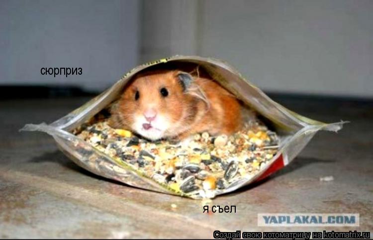 сюрприз я съел... Котоматрица: сюрприз я съел