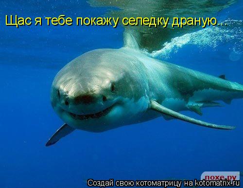 Щас я тебе покажу селедку драную...... Котоматрица: Щас я тебе покажу селедку драную...