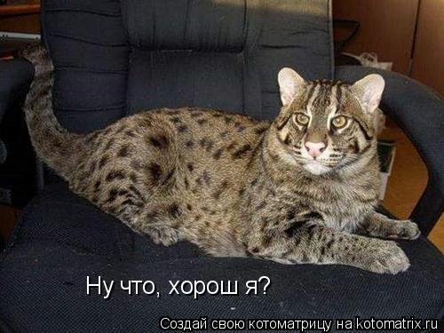 Ну что, хорош я?... Котоматрица: Ну что, хорош я?