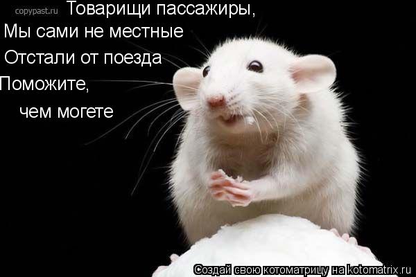 Товарищи пассажиры, Мы сами не местные Отстали от поезда Поможите, чем могете... Котоматрица: Товарищи пассажиры, Мы сами не местные Отстали от поезда Поможите, чем могете