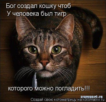 Котоматрица: Бог создал кошку чтоб У человека был тигр которого можно погладить!!!