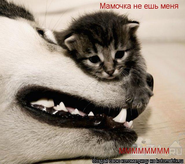 Мамочка не ешь меня ММММММММ... Котоматрица: Мамочка не ешь меня ММММММММ