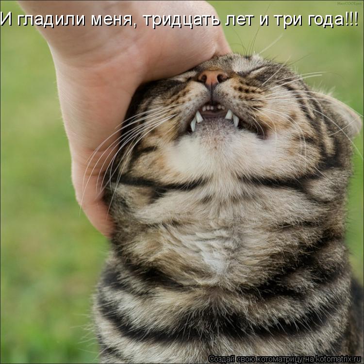 И гладили меня, тридцать лет и три года!!!... Котоматрица: И гладили меня, тридцать лет и три года!!!