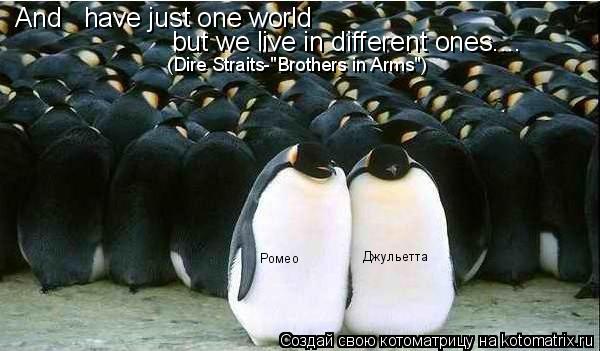 And have just one world but we live in different ones.... (Dire Straits-"Brothers in Arms") Ромео Д... Котоматрица: And have just one world but we live in different ones.... (Dire Straits-"Brothers in Arms") Ромео Джульетта