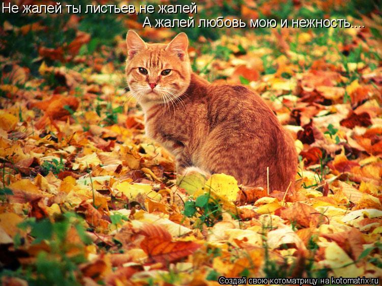 Не жалей ты листьев,не жалей А жалей любовь мою и нежность....... Котоматрица: Не жалей ты листьев,не жалей А жалей любовь мою и нежность....