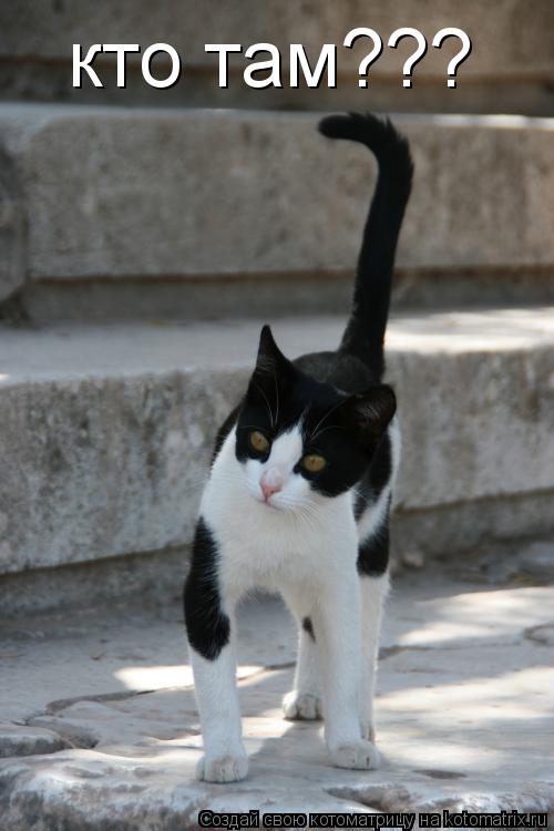 кто там???... Котоматрица: кто там???