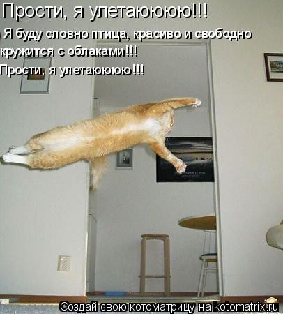 Прости, я улетаюююю!!! Я буду словно птица, красиво и свободно Прости, я улетаюююю!!! кружится с обла... Котоматрица: Прости, я улетаюююю!!! Я буду словно птица, красиво и свободно Прости, я улетаюююю!!! кружится с облаками!!!