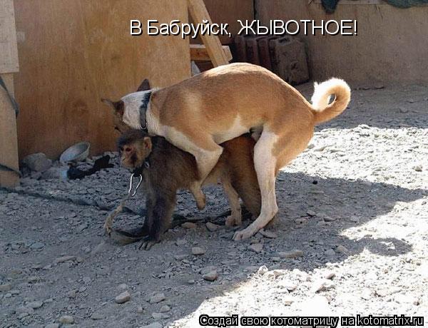 В Бабруйск, ЖЫВОТНОЕ!... Котоматрица: В Бабруйск, ЖЫВОТНОЕ!