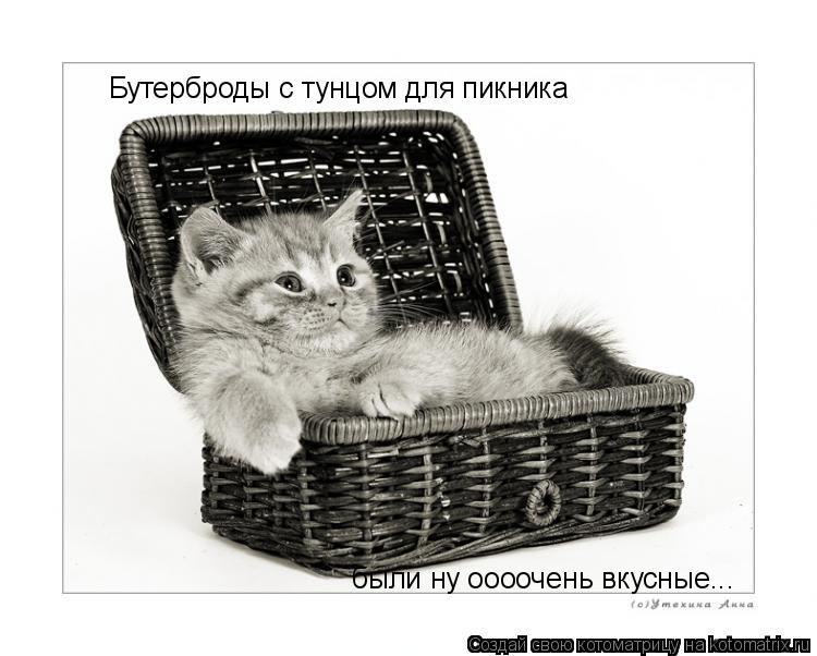 Бутерброды с тунцом для пикника были ну оооочень вкусные...... Котоматрица: Бутерброды с тунцом для пикника были ну оооочень вкусные...