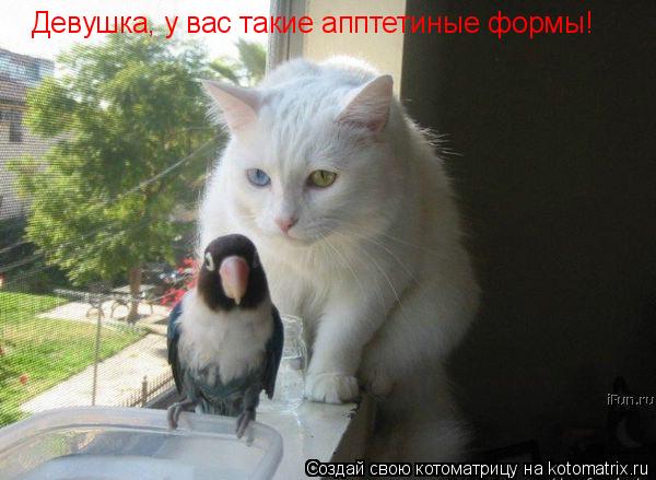 Девушка, у вас такие апптетиные формы!... Котоматрица: Девушка, у вас такие апптетиные формы!