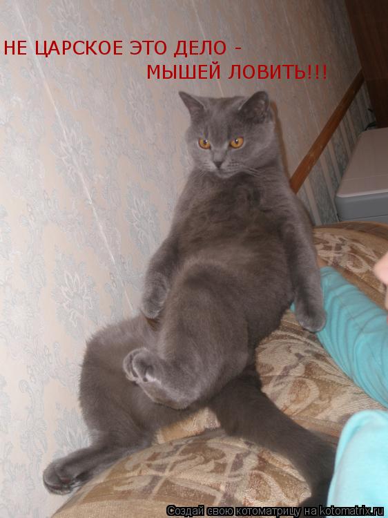НЕ ЦАРСКОЕ ЭТО ДЕЛО - МЫШЕЙ ЛОВИТЬ!!!... Котоматрица: НЕ ЦАРСКОЕ ЭТО ДЕЛО - МЫШЕЙ ЛОВИТЬ!!!