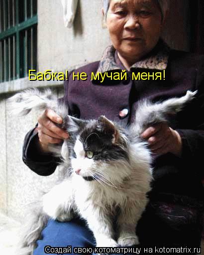 Бабка! не мучай меня!... Котоматрица: Бабка! не мучай меня!