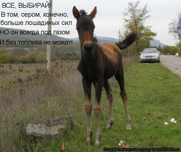 ВСЕ, ВЫБИРАЙ! В том, сером, конечно, больше лошадиных сил НО он всегда под газом И без топлива не мож... Котоматрица: ВСЕ, ВЫБИРАЙ! В том, сером, конечно, больше лошадиных сил НО он всегда под газом И без топлива не может!