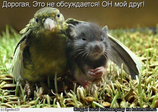 Дорогая, Это не обсуждается! ОН мой друг!... Котоматрица: Дорогая, Это не обсуждается! ОН мой друг!