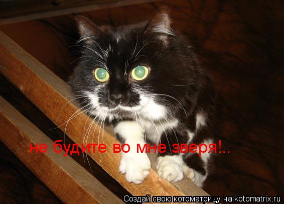 не будите во мне зверя!..... Котоматрица: не будите во мне зверя!..
