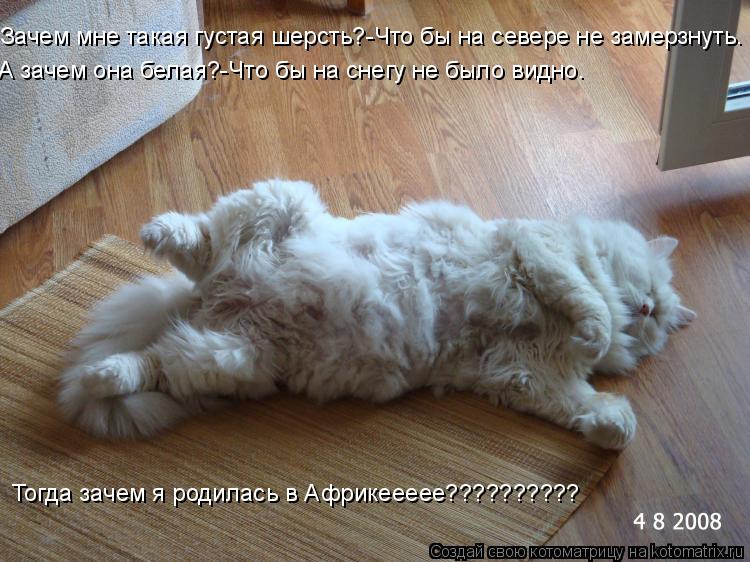 Зачем мне такая густая шерсть?-Что бы на севере не замерзнуть. А зачем она белая?-Что бы на снегу не ... Котоматрица: Зачем мне такая густая шерсть?-Что бы на севере не замерзнуть. А зачем она белая?-Что бы на снегу не было видно. Тогда зачем я родилась в Африк