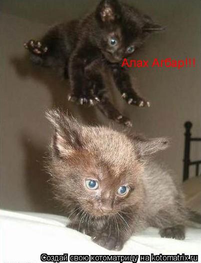 Алах Агбар!!!... Котоматрица: Алах Агбар!!!