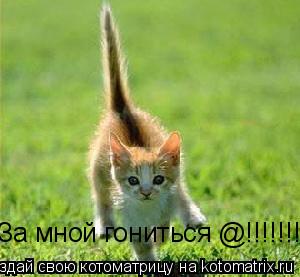 За мной гониться @!!!!!!!... Котоматрица: За мной гониться @!!!!!!!
