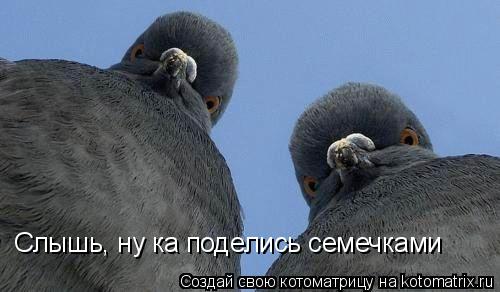 Слышь, ну ка поделись семечками... Котоматрица: Слышь, ну ка поделись семечками
