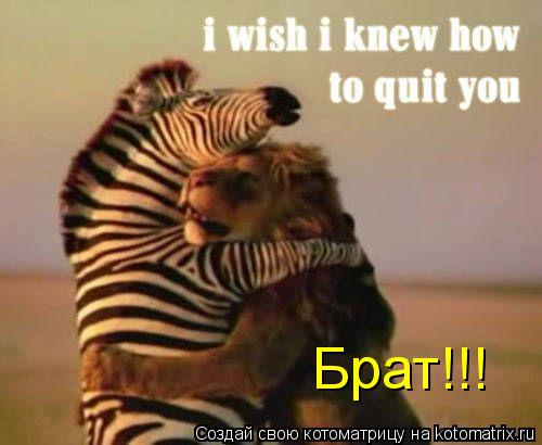 Брат!!!... Котоматрица: Брат!!!