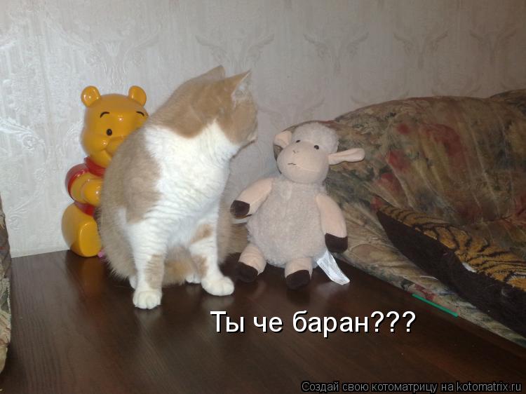 Ты че баран???... Котоматрица: Ты че баран???