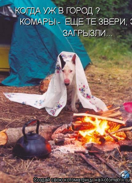 КОГДА УЖ В ГОРОД ? КОМАРЫ - ЕЩЕ ТЕ ЗВЕРИ, ЗАГРЫЗЛИ... ЗАГРЫЗЛИ...... Котоматрица: КОГДА УЖ В ГОРОД ? КОМАРЫ - ЕЩЕ ТЕ ЗВЕРИ, ЗАГРЫЗЛИ... ЗАГРЫЗЛИ...