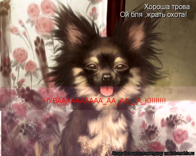 Хороша трова Ой бля ,жрать охота! ЧУВАААААААААА_АА_АА__А_К!!!!!!!!... Котоматрица: Хороша трова Ой бля ,жрать охота! ЧУВАААААААААА_АА_АА__А_К!!!!!!!!