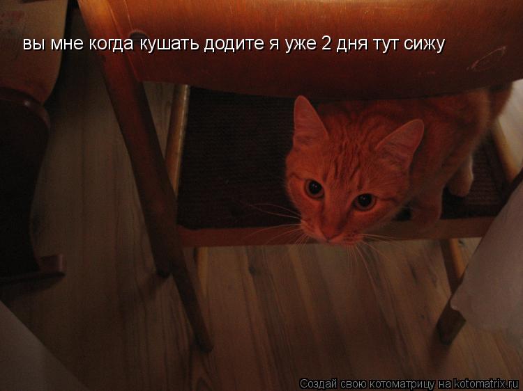 вы мне когда кушать додите я уже 2 дня тут сижу... Котоматрица: вы мне когда кушать додите я уже 2 дня тут сижу