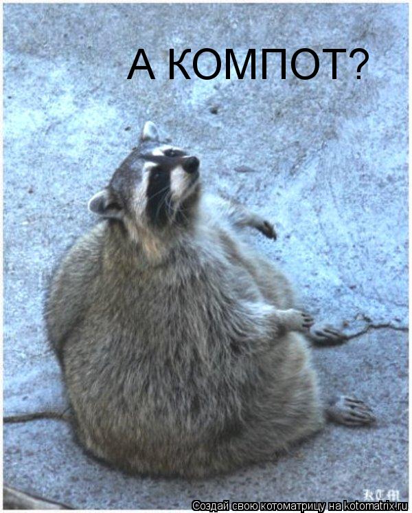 А КОМПОТ?... Котоматрица: А КОМПОТ?