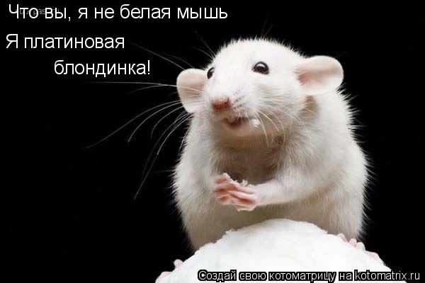 Что вы, я не белая мышь Я платиновая блондинка!... Котоматрица: Что вы, я не белая мышь Я платиновая блондинка!