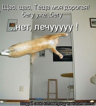 Щас, щас, Тёща моя дорогая! бегу уже.,бегу ..нет, лечууууу !... Котоматрица: Щас, щас, Тёща моя дорогая! бегу уже.,бегу ..нет, лечууууу !