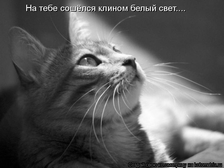На тебе сошёлся клином белый свет....... Котоматрица: На тебе сошёлся клином белый свет....