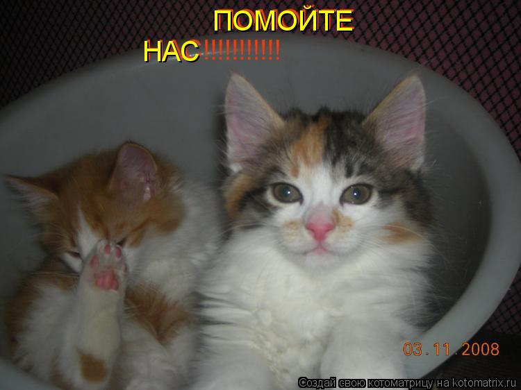 НАС ПОМОЙТЕ... Котоматрица: НАС ПОМОЙТЕ