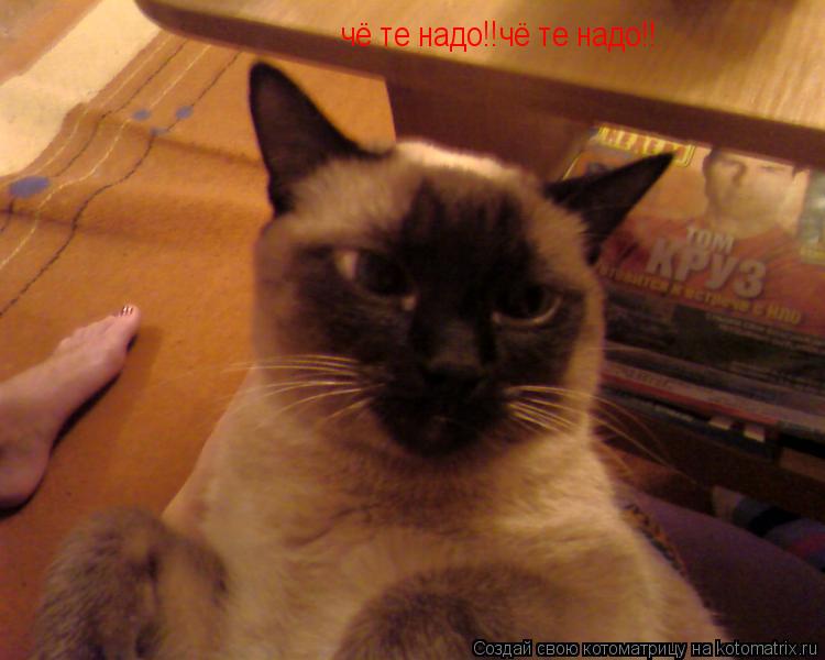 чё те надо!!чё те надо!!... Котоматрица: чё те надо!!чё те надо!!