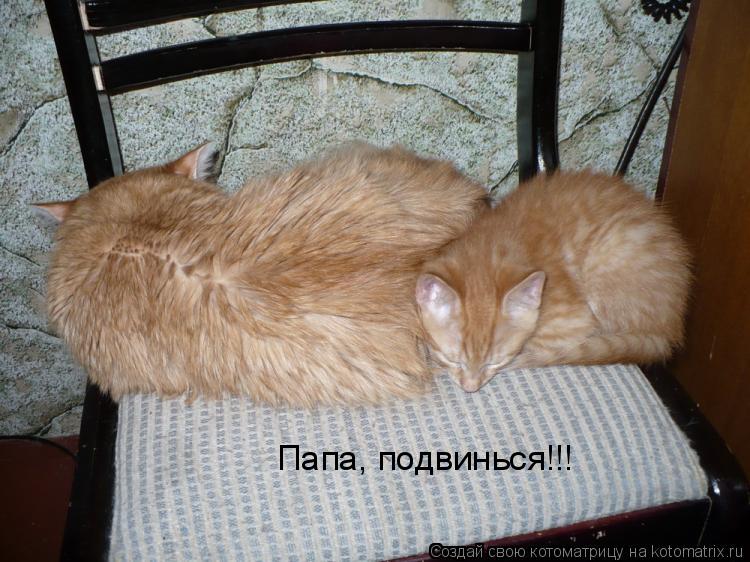 Папа, подвинься!!!... Котоматрица: Папа, подвинься!!!