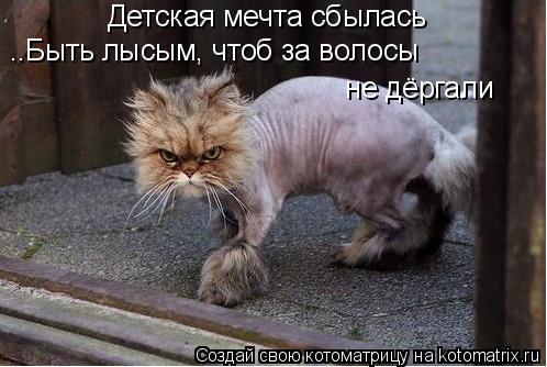Детская мечта сбылась ..Быть лысым, чтоб за волосы не дёргали... Котоматрица: Детская мечта сбылась ..Быть лысым, чтоб за волосы не дёргали