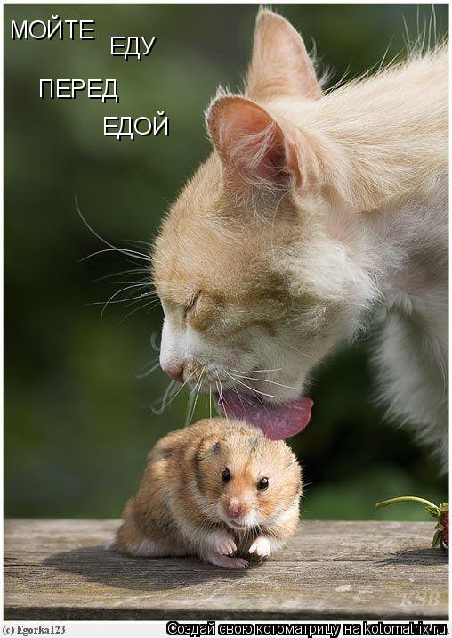 ПЕРЕД ЕДОЙ МОЙТЕ ЕДУ... Котоматрица: ПЕРЕД ЕДОЙ МОЙТЕ ЕДУ