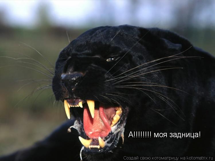 А!!!!!!!! моя задница!... Котоматрица: А!!!!!!!! моя задница!