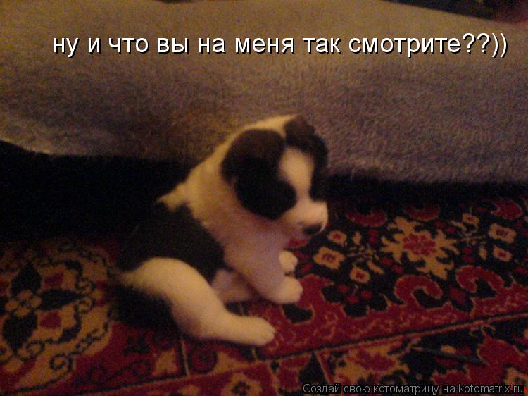 ну и что вы на меня так смотрите??))... Котоматрица: ну и что вы на меня так смотрите??))